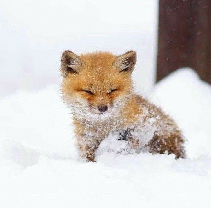 Télécharger photo baby fox png