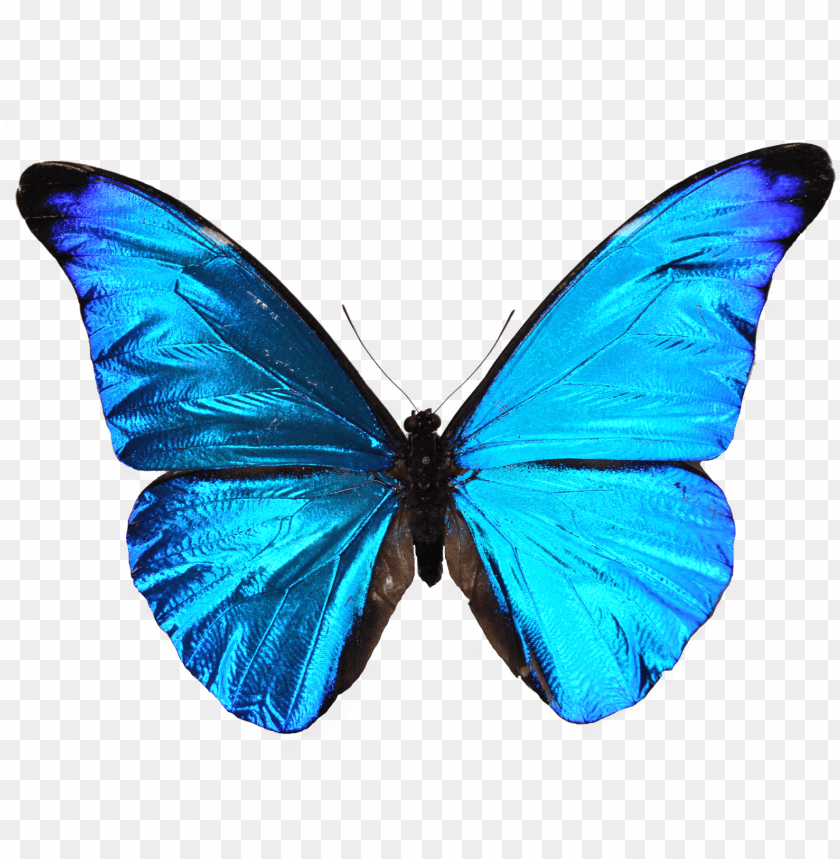 Télécharger photo blue butterfly png