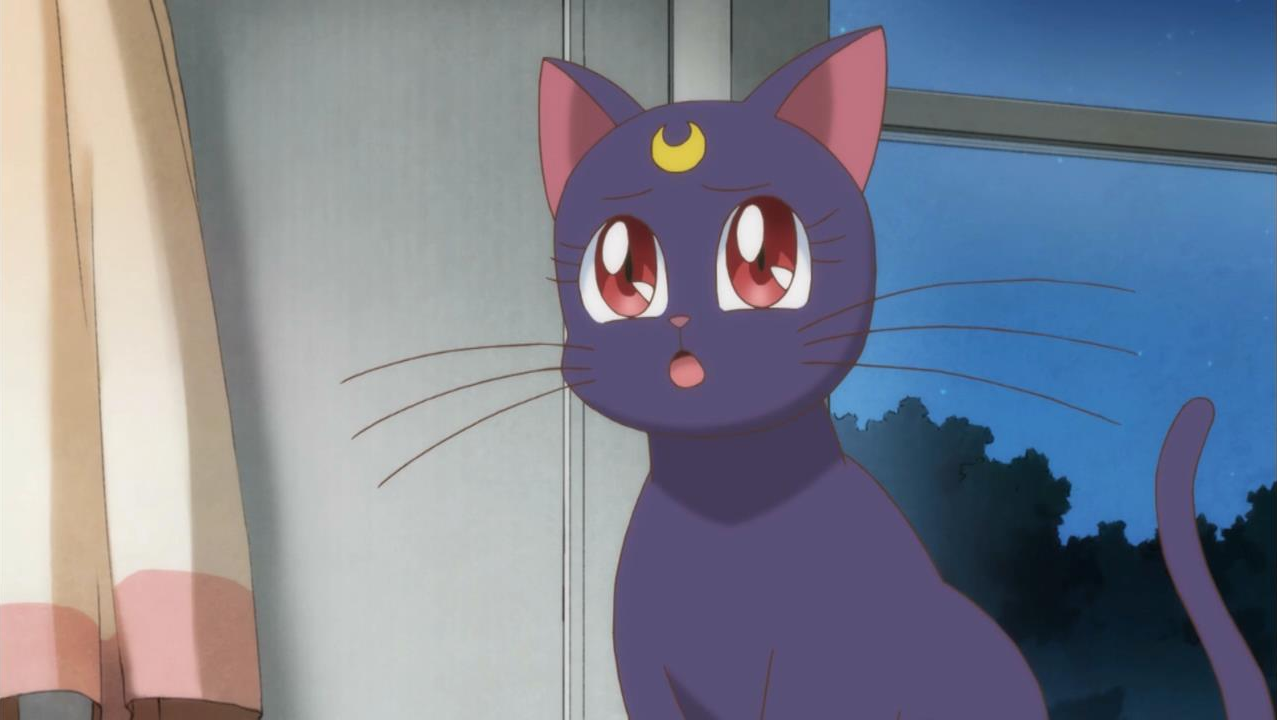 Télécharger photo sailor moon cat png