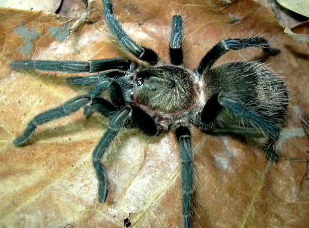 Télécharger photo tarantula png