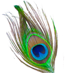 Télécharger photo transparent peacock feather png